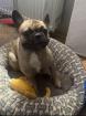 Bulldoge Mops